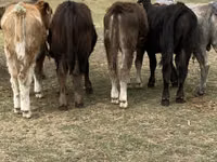 公牛, Cattle — 照片 3
