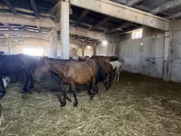 Stute, Kazakh horse — Foto 2
