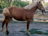 Yegua, Haflinger — foto 4
