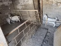 母山羊, Goats — 照片 1