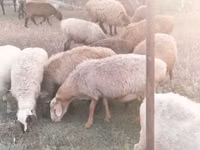 Sheep, Sheep — photo 6