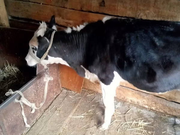 गाय, Russian Black pied cattle — कज़ाखस्तान