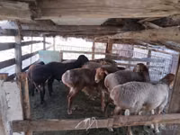 كبش, Arashan sheep — الصورة 7