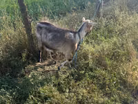 Ziege, Nubian Goat — Foto 3