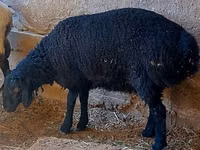 كبش, الأغنام — الصورة 3