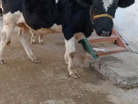 公牛, Cattle — 照片 1