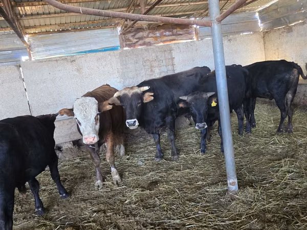 公牛, Kazakh White-headed cow — 哈萨克斯坦