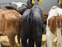 Rinder (Partie, Geschlecht nicht angegeben), Simmental cattle — Foto 5
