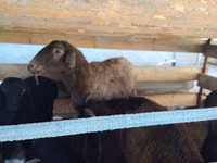Schaf, Arabi sheep — Foto 4