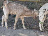 عنزة, Beetal goats — الصورة 5