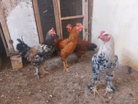 Chickens — Foto 1