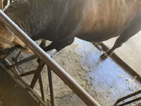 Bulle, Swiss cattle — Foto 8