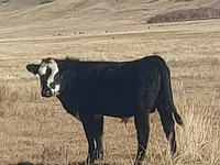 Bulle, Aberdeen-Angus — Foto 3