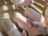 Schweine (Partie, Geschlecht nicht angegeben) — Foto 3