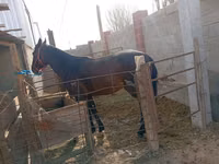 公马, Horses — 照片 1