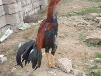 Chickens — 7-rasm