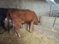 母牛, Cattle — 照片 1