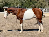 Hengst, American paint horse — Foto 2