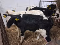 Toro, Russian Black pied cattle — foto 5