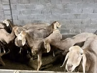 Ram, Arashan sheep — photo 2
