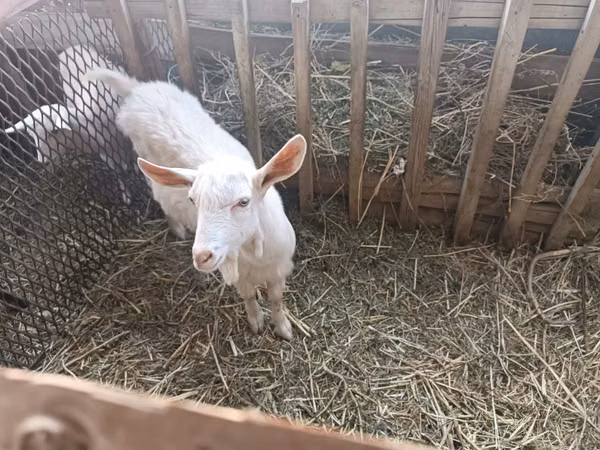 Cabro, Saanen goat — Kazajistán