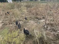 Turkeys — Foto 2