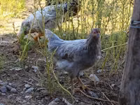 Chickens — Foto 1