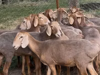 Schaf, Arashan sheep — Foto 2