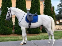 Horse (M), Horses — photo 1