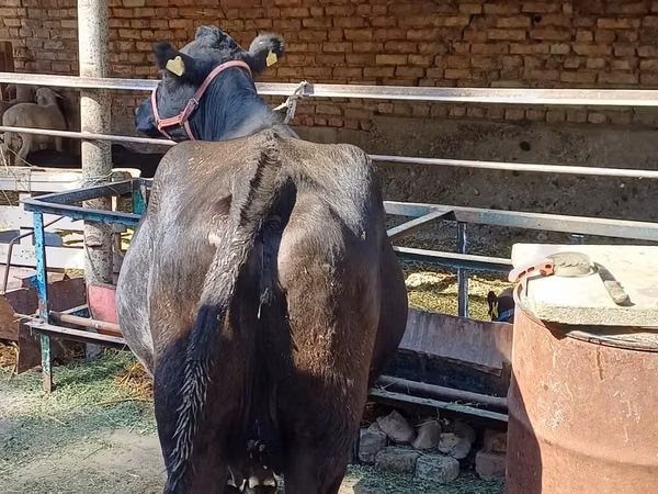 Kuh, Aberdeen-Angus
