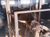 Vaca, Ganado vacuno — foto 7