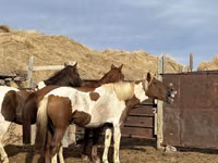 Pferde (Partie, Geschlecht nicht angegeben), Kustanai horse — Foto 3