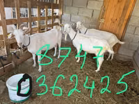 Ziege, Saanen goat — Foto 2