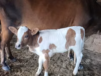 母牛, Cattle — 照片 3