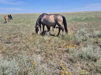 فرس, Mugalzhar horse — الصورة 6