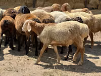 Carnero, Arashan sheep — foto 8