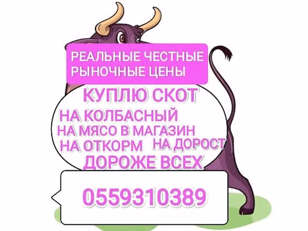 Бык, Коровы