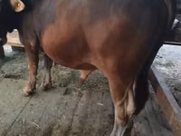 公牛, Swiss cattle — 照片 2
