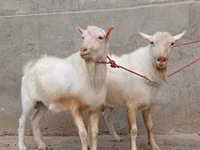 عنزة, Saanen goat — الصورة 1