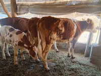 Toro, Simmental cattle — foto 2