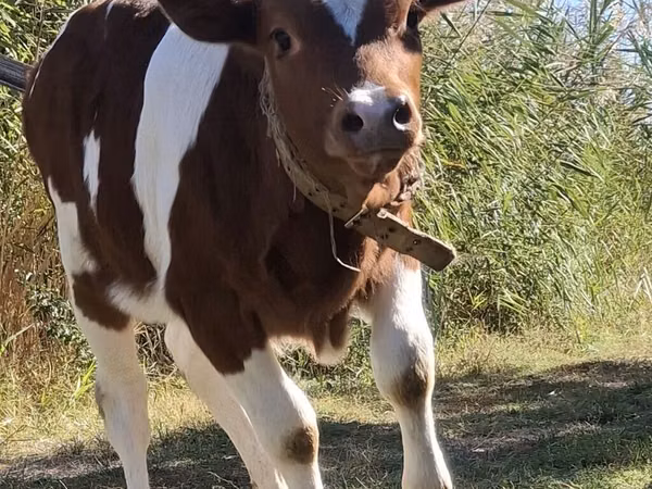 Бұқа, Simmental cattle