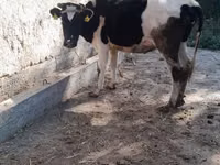 Kuh, Russian Black pied cattle — Foto 4