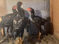 Chickens — Foto 2