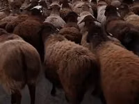 كبش, Hissar sheep — الصورة 1