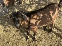 عنزة, Saanen goat — الصورة 1