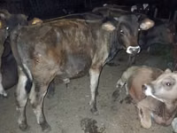 母牛, Swiss cattle — 照片 4