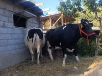 Vaca, Raza Holstein — foto 2