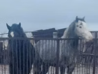 Айғыр, Жылқылар — 5-сурет
