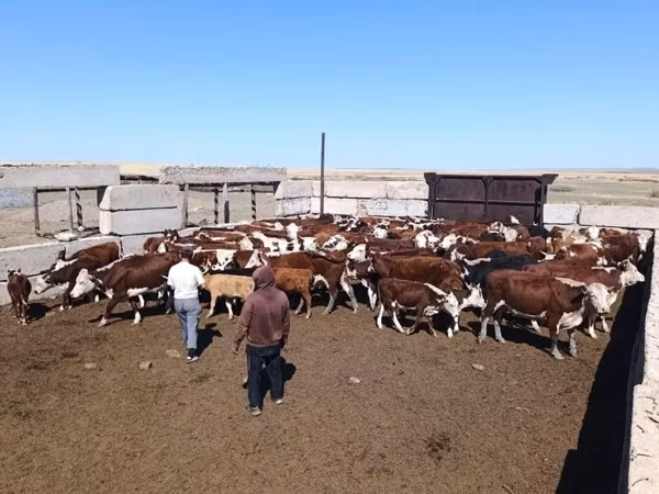 母牛, Latvian Blue cattle — 哈萨克斯坦