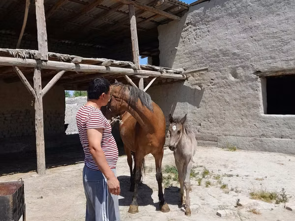 Pferde (Partie, Geschlecht nicht angegeben), Pferde — Usbekistan